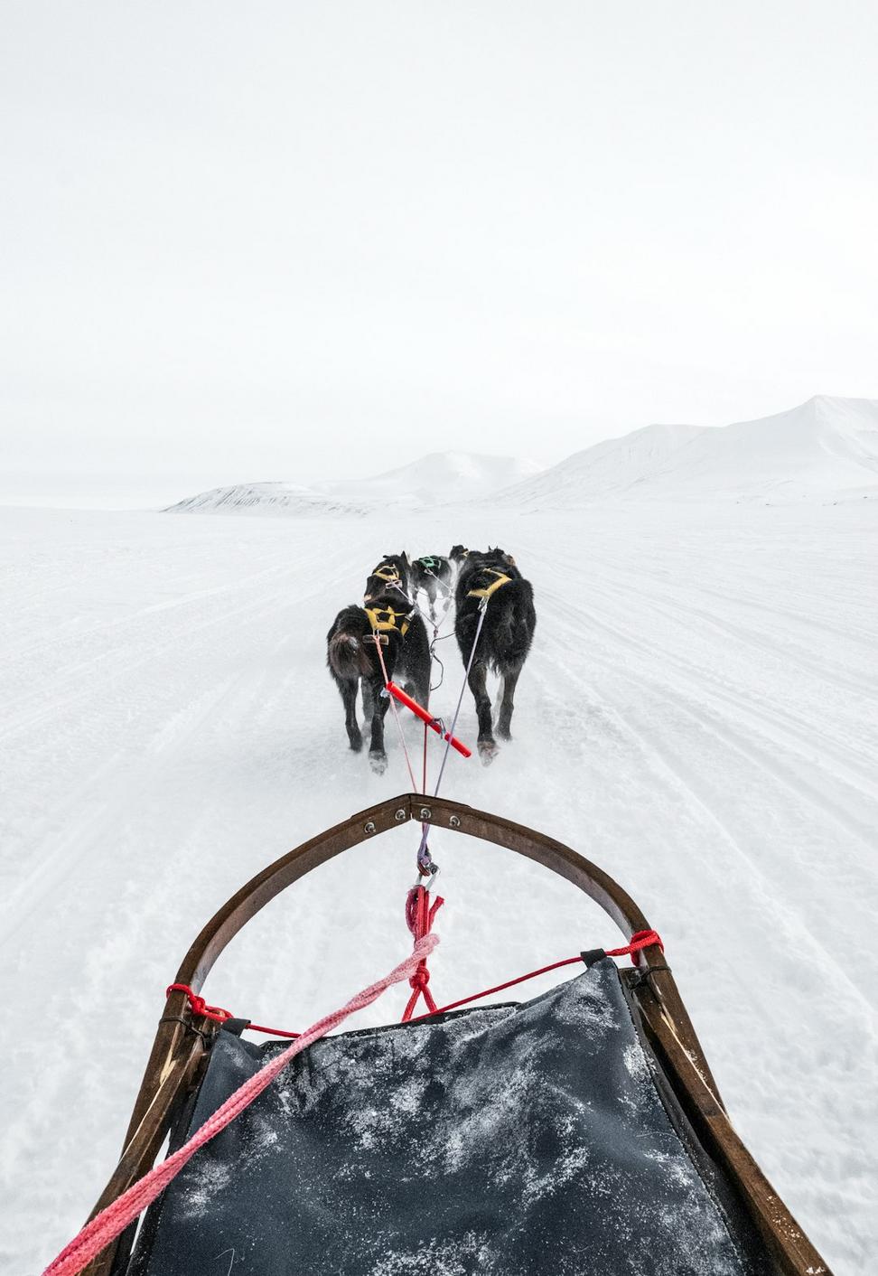 Dog Sledding